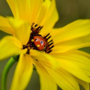 ����: ��������� ����� ����