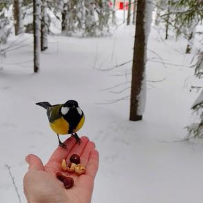 ���� ��������: �������