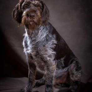 ����: ������