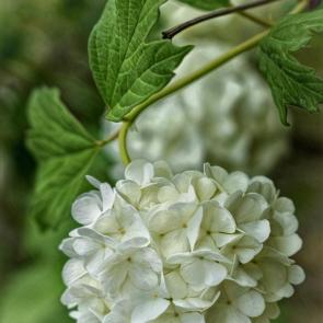 ����: ���������