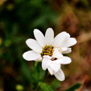 ���� ��������: �������