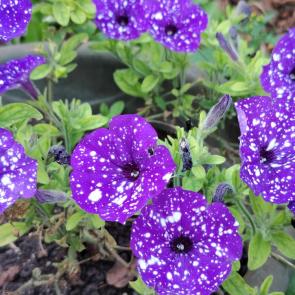 ����: ���������