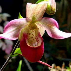 ���� ��������: 