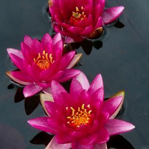 ���� ��������: 