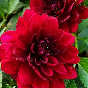 ���� ��������: 