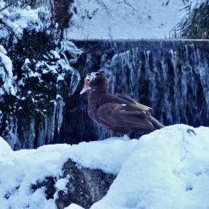 ���� ��������: ����� ��������� ���� � ���������� �����