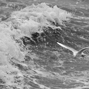 ����: �����