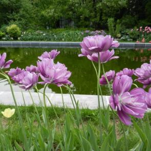 ���� ��������: ��������