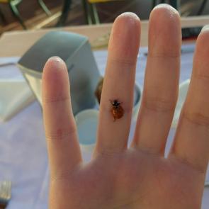 ����: ����� �������