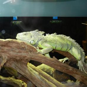 ����: ������