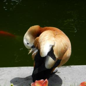 ����: ����