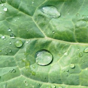 ����: �����