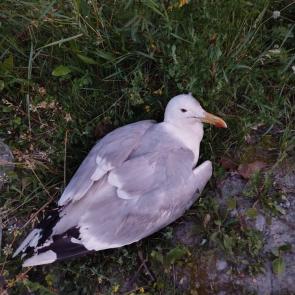 ���� ��������: ����� �������