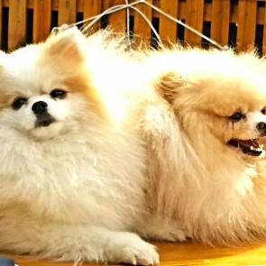 ����: ���������