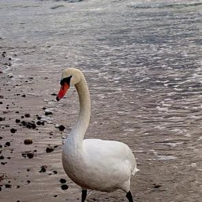 ����: ���� -�����