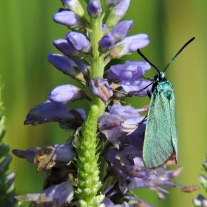 ����: ���������