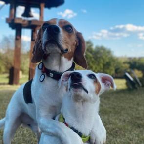 ����: ��� ����