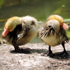 ����: ����� ��������� ����