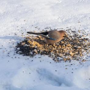 ����: ������ ����� �����