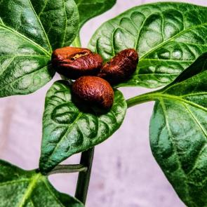 ����: �����