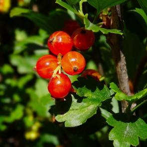 ����: ���������