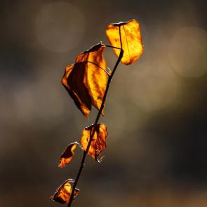 ����: ������� ����� 