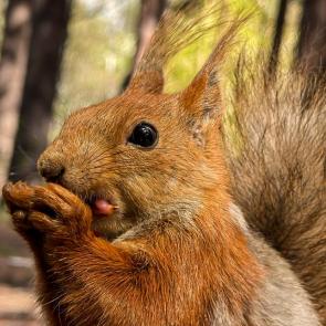 ����: ������� 