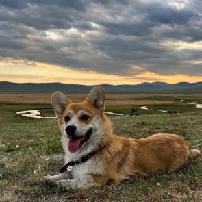 ����: ����