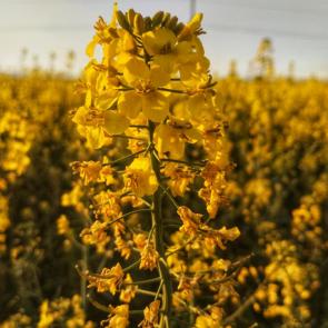 ����: ����