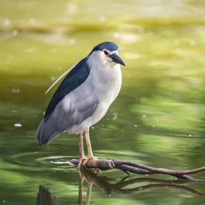 ����: ������������ ������