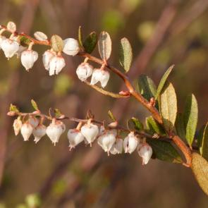 ����: ���� �������� 