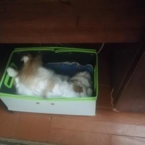 ����: ��� �����