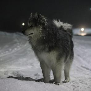 ����: ������ �����