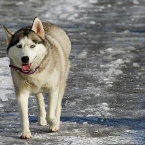 ����: �����