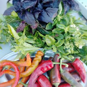 �������� ������� ����