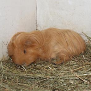 ����: ������� ������ �������