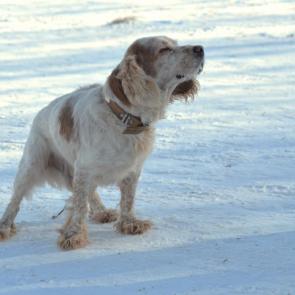 �� ����� �����