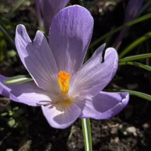 �������� ������� ����