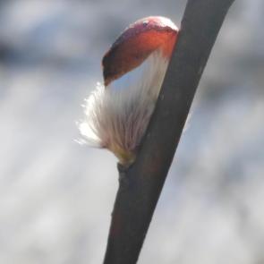 ����: �����������