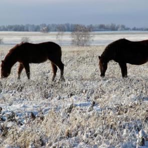 � ���� ��������