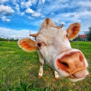 ����: ������� �����