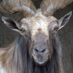 � ���� ��������