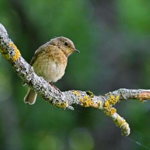 ����: ������ � ���� �� ������� ������... 