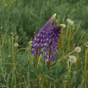 ����: ������