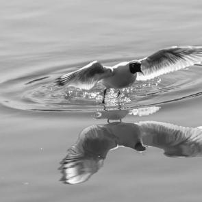 ����: �����