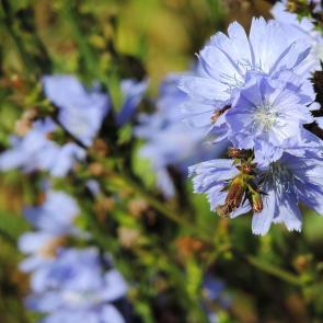 ����: �������