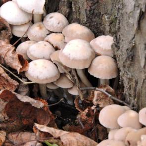 ����: ���������� ����������