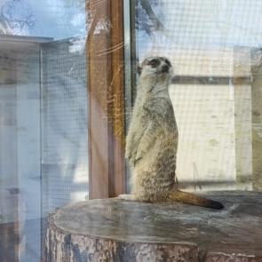����: ������-�, ��� �