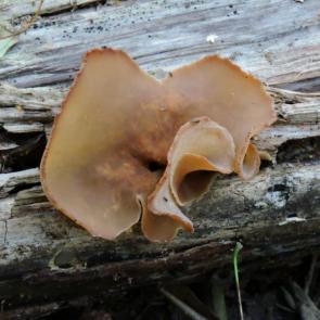 ����: ������ ����������