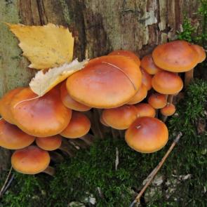 ����: ����� ������